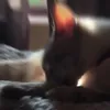 bipathecat