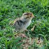 thegoldenquail