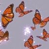 cerenity_9