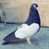pigeons600