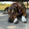 maze_the_mutt