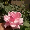 user4476306417637