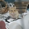 syrian_hamster28