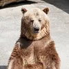 grizly01234