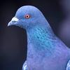 reallyevilpigeon