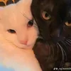 phuonqthoothy255
