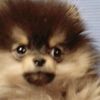yeontan_pappii