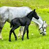 jk_equine