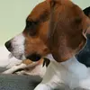 beamthebeagle