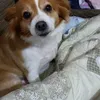 clementinaperillo