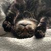 astridsbubblepoppingbud