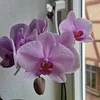 alexandradaniela29