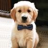 rainbowpuppster
