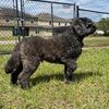 dexthedoodle
