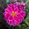 luzzflorr