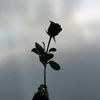 rosees19_