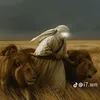 zainaalrawi5
