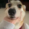 zoebanhmi