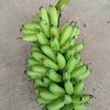 wanwipa2532