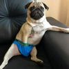 savagepug