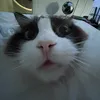 miodacat123