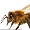 aflyingbee