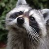 yourstrulytrashpanda