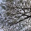 depannyasar