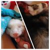 ferretmom_