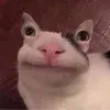 kittichaimalee0