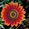 flowerhoney624
