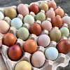 colored_egg