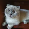 meowishcattery