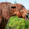 real_horse_x