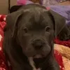 itskingthepup