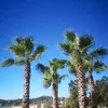 liivielive