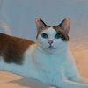 winaicat