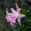 rotwild072
