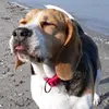 beagle_lilli