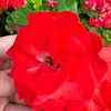 Aicha