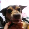 candydocinho15