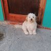 elchucuchucu