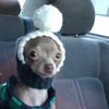 furpuppies45