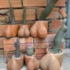 canh_ng0_90