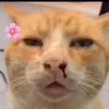 ha_nna111113