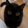 chanmeow12