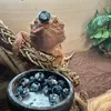 timonthedragon2