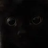 cattlkk