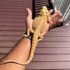 froggy9037