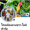 ไก่เหลืองหางขาว  โมจิฟาร์ม